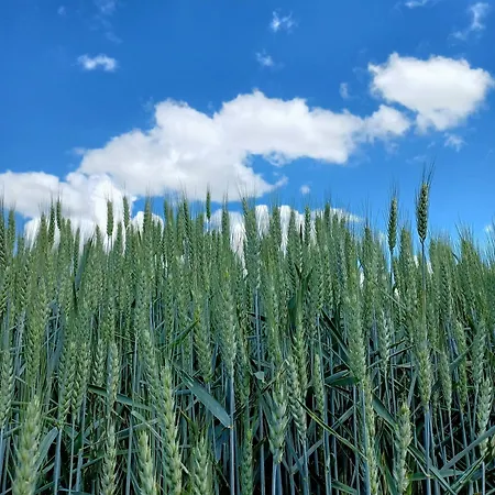 Le Aromatiche, In Cascina Con Giardino *