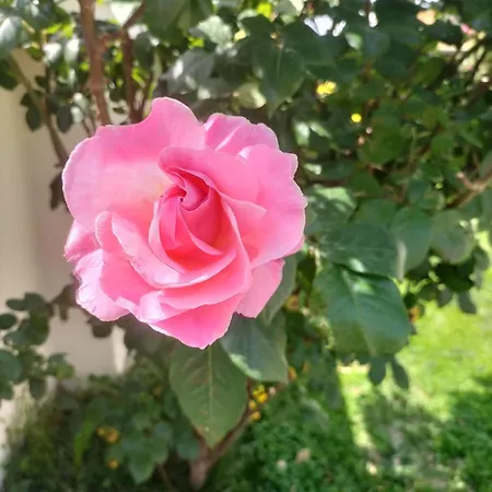 Le Aromatiche, In Cascina Con Giardino * Castagnito