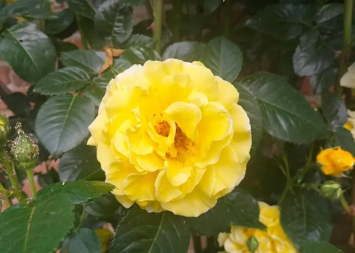 Le Aromatiche, In Cascina Con Giardino Feriehus Castagnito