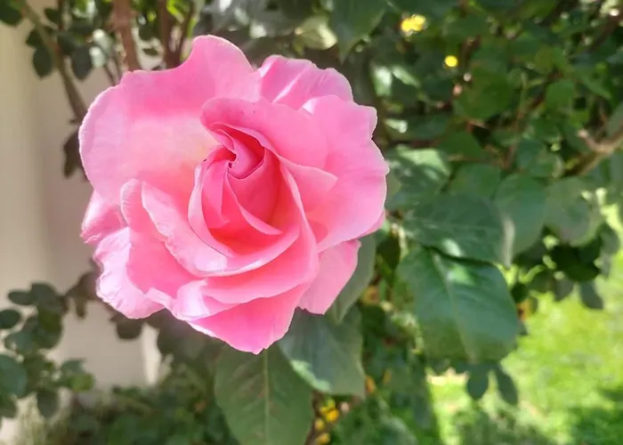 Le Aromatiche, In Cascina Con Giardino * Castagnito